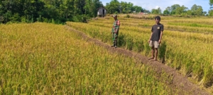 TNI Selalu Hadir: Babinsa Elar Bangkitkan Semangat Petani Satarnawang