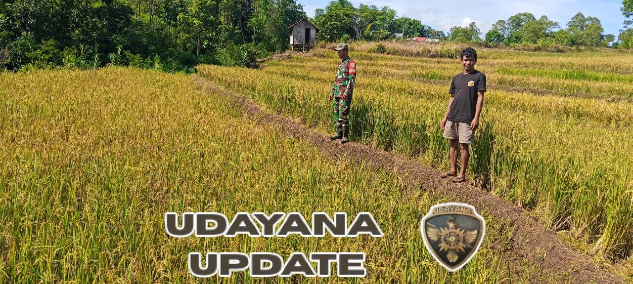 TNI Selalu Hadir: Babinsa Elar Bangkitkan Semangat Petani Satarnawang