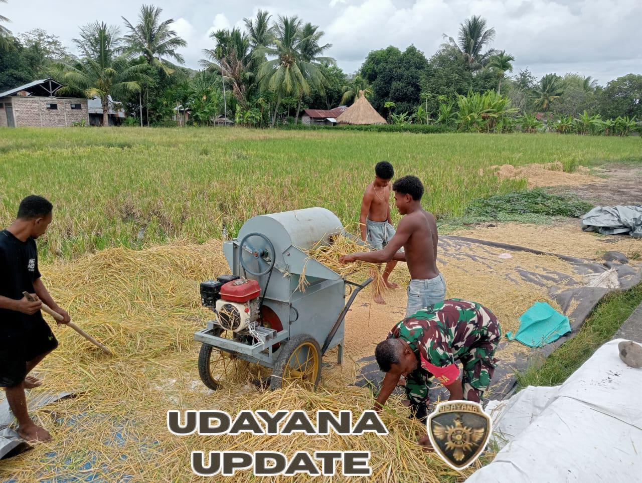 Sertu Isak Mauleti Terlibat Langsung Bantu Petani Dalam Proses Perontokan Padi