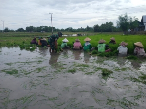 Pratu Ahmad Bukhori Turun Sawah, Babinsa Koramil 1612-04/Elar Dampingi Petani Nanga Baras Tanam Padi
