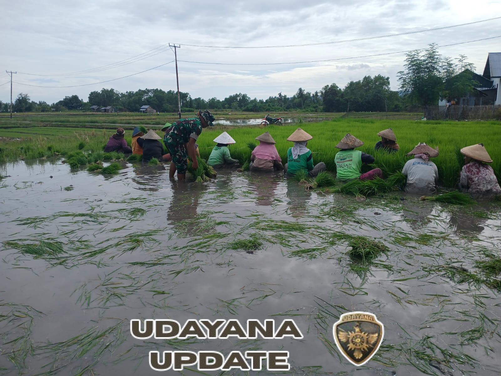 Pratu Ahmad Bukhori Turun Sawah, Babinsa Koramil 1612-04/Elar Dampingi Petani Nanga Baras Tanam Padi