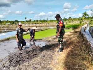 Babinsa Pahunga Lodu Dampingi Petani Mburkulu Siapkan Lahan Tanam Tahap I