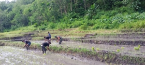 Babinsa Tabundung Dampingi Petani Tanam Padi di Desa Persiapan Watubokul