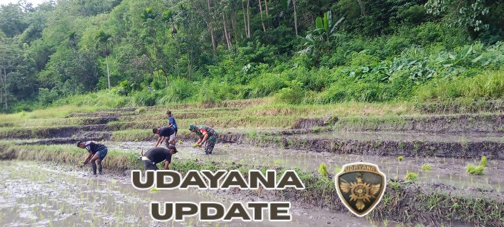 Babinsa Tabundung Dampingi Petani Tanam Padi di Desa Persiapan Watubokul