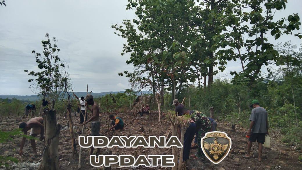 Babinsa Desa Bandar Bantu Warga Menanam Padi di Kebun Musa Weni