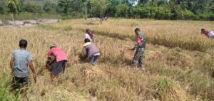 Babinsa Karera Bantu Petani Panen Padi di Desa Tandula Jangga