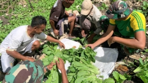 Sinergi Satgas dan Warga Lakmars Gelar Panen Sawi Melimpah