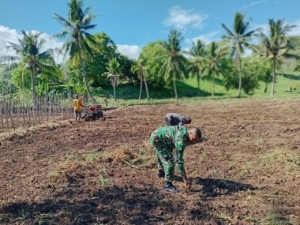 Pendampingan Pertanian Babinsa Berjalan Lancar di Alor Timur Laut