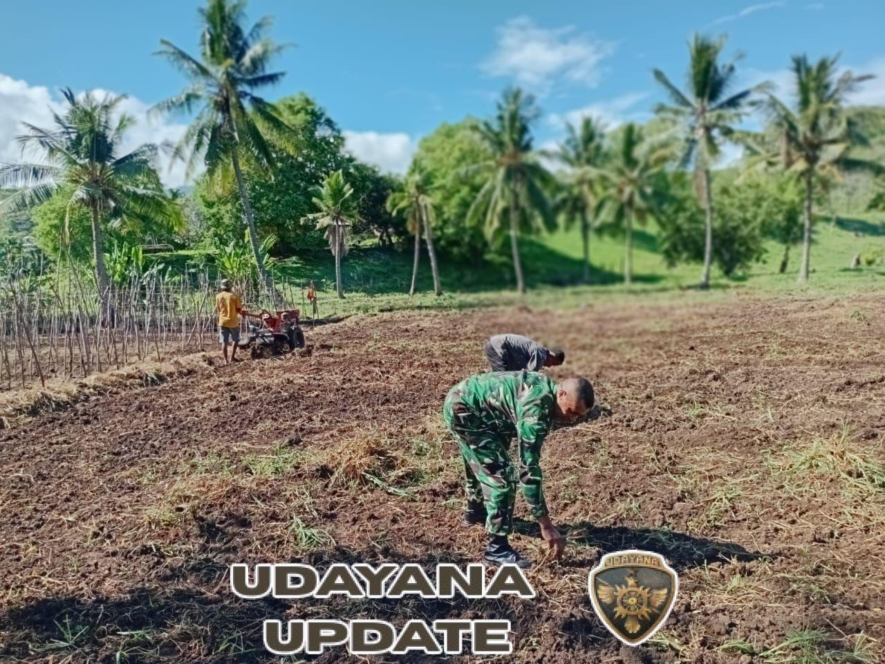 Pendampingan Pertanian Babinsa Berjalan Lancar di Alor Timur Laut