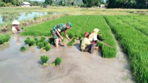 Babinsa Koramil 1612-04/Elar Hadir di Tengah Petani: Sawah N. Baras Jadi Fokus Pemantauan Musim Tanam