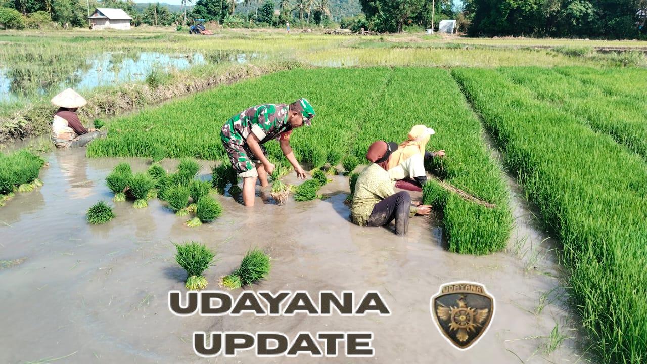 Babinsa Koramil 1612-04/Elar Hadir di Tengah Petani: Sawah N. Baras Jadi Fokus Pemantauan Musim Tanam