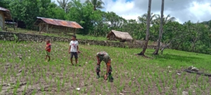 Babinsa Koramil 04/Tabundung Dampingi Petani Cek Padi Ladang Usia Satu Minggu