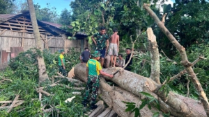 Gotong Royong Warga Alas Selatan, Satgas Pamtas Turut Membantu Pembangunan Rumah Adat
