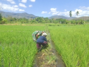 Babinsa Tarmana Dampingi Petani Bersihkan Pematang Sawah di Waisika
