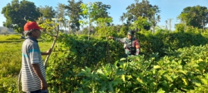 Dukung Ketahanan Pangan, Babinsa Rindi Umalulu Dampingi Perawatan Terong Warga