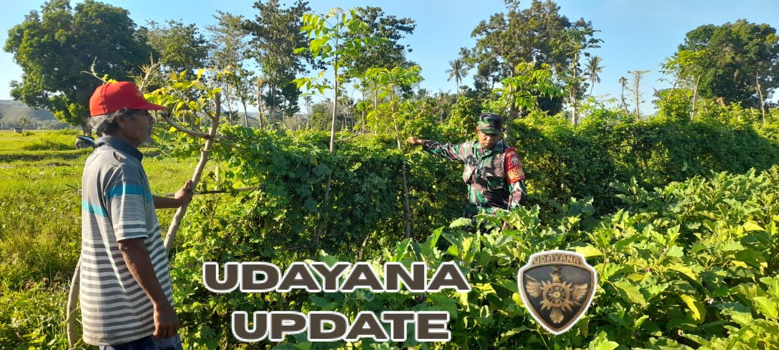 Dukung Ketahanan Pangan, Babinsa Rindi Umalulu Dampingi Perawatan Terong Warga