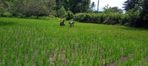 Babinsa Koramil 04/Tabundung Dampingi Petani Cabut Rumput Padi di Desa Billa