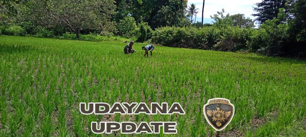 Babinsa Koramil 04/Tabundung Dampingi Petani Cabut Rumput Padi di Desa Billa