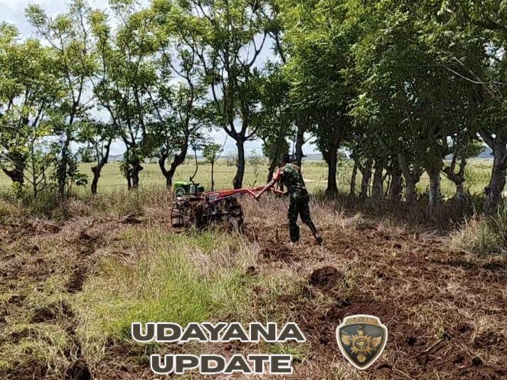 Babinsa Koramil 03/Katikutana Bantu Warga Siapkan Lahan Kebun di Wendewa Barat