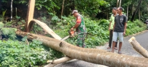 Gotong Royong Babinsa dan Masyarakat Atasi Pohon Tumbang di Kecamatan Soa
