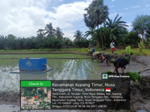 Babinsa Babau Dukung Ketahanan Pangan Lewat Tanam Padi