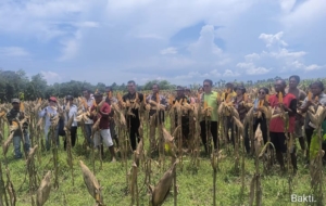 Babinsa Oetete Dukung Ketahanan Pangan Panen Jagung