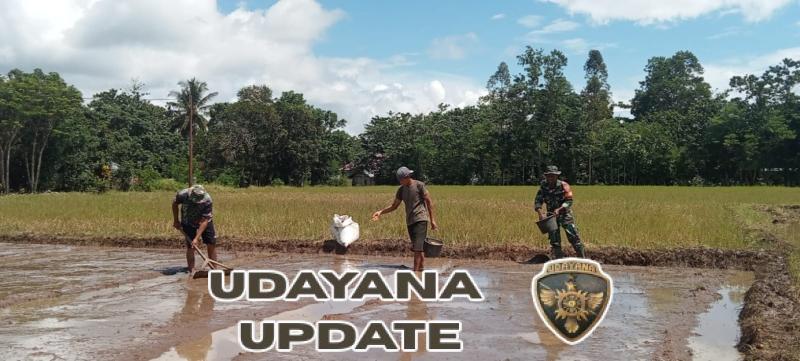 Babinsa Lewa Dampingi Petani Sebar Bibit Padi di Kelurahan Lewa Paku