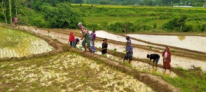 Dukung Ketahanan Pangan, Babinsa Koramil 01/Loli Dampingi Petani Tanam Padi