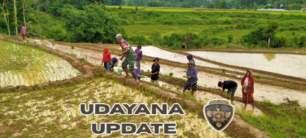 Dukung Ketahanan Pangan, Babinsa Koramil 01/Loli Dampingi Petani Tanam Padi