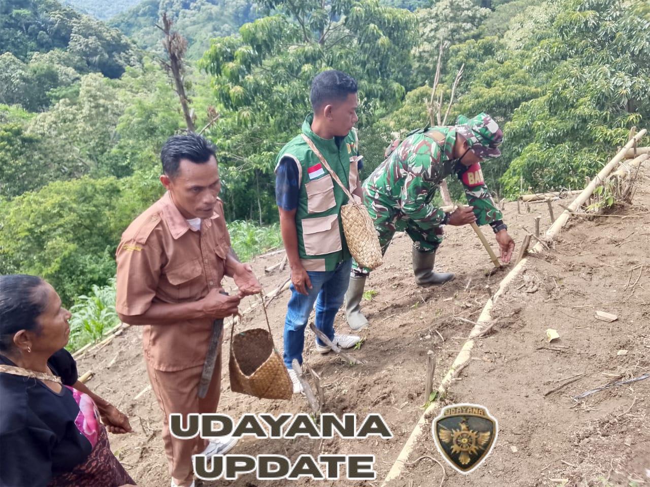 Babinsa Koramil Wolowaru Dampingi Tanam Perdana Padi Gogo Bumdes di Desa Niramesi