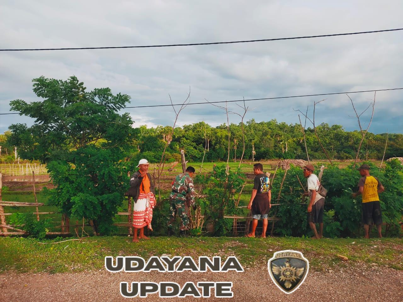 Babinsa Naitae Ajak Warga Periksa Pagar Sawah