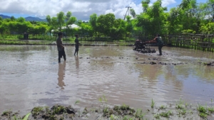 Babinsa Koramil 06/Karera Turun Sawah Bantu Warga Siapkan Lahan Pertanian