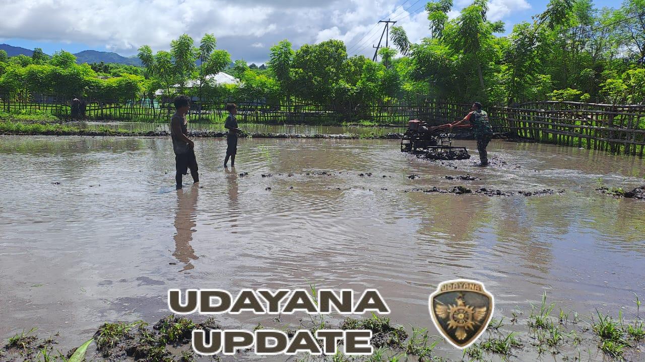 Babinsa Koramil 06/Karera Turun Sawah Bantu Warga Siapkan Lahan Pertanian