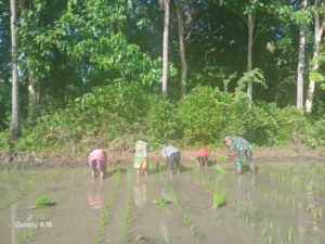 Wujudkan Ketahanan Pangan, Babinsa Tabundung Turun ke Sawah Dampingi Petani