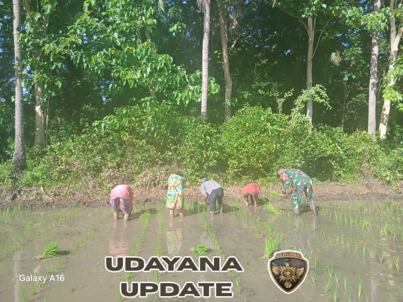 Wujudkan Ketahanan Pangan, Babinsa Tabundung Turun ke Sawah Dampingi Petani