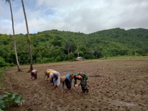 Dukung Ketahanan Pangan, Sertu Khaeruddin Dampingi Warga Tanam Jagung