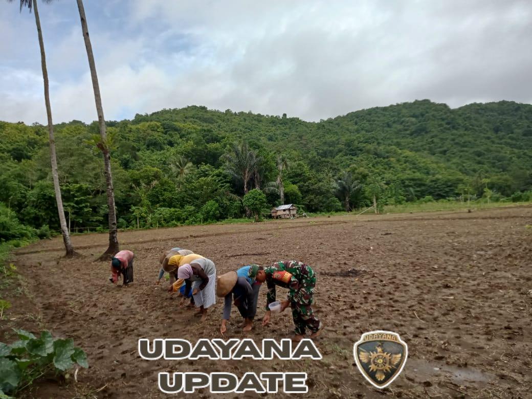 Dukung Ketahanan Pangan, Sertu Khaeruddin Dampingi Warga Tanam Jagung