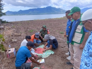 Babinsa Koramil Adonara Dukung Ketahanan Pangan Lewat Penanaman Jagung di Desa Pandai