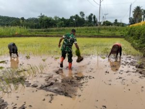 Dukung Ketahanan Pangan, Babinsa Koramil 01/Loli Bantu Warga Tanam Padi