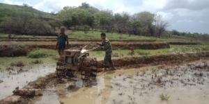 Koramil Sabu Raijua Dampingi Petani Olah Lahan Sawah
