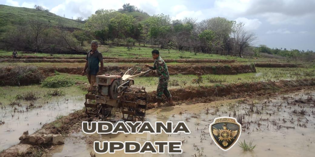 Koramil Sabu Raijua Dampingi Petani Olah Lahan Sawah