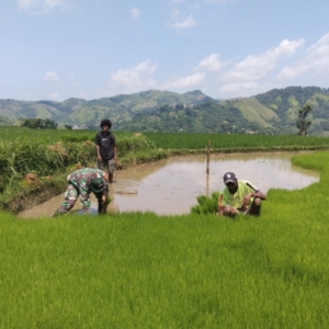 Dukung Ketahanan Pangan, Babinsa Kodim 1613/Sumba Barat Turun ke Sawah
