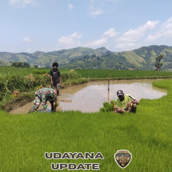 Dukung Ketahanan Pangan, Babinsa Kodim 1613/Sumba Barat Turun ke Sawah