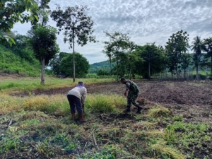 Babinsa Tanglapui Timur Bantu Pembersihan dan Pembajakan Lahan Sawah Warga