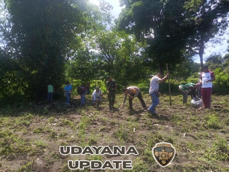 Babinsa Boawae Hadiri Penanaman Jali Bersama Kelompok Wanita Tani Mawar