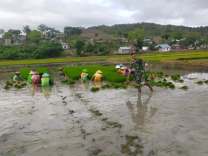 Dukung Ketahanan Pangan, Babinsa Koramil 1612-04/Elar Aktif Dampingi Petani Sambi Rampas