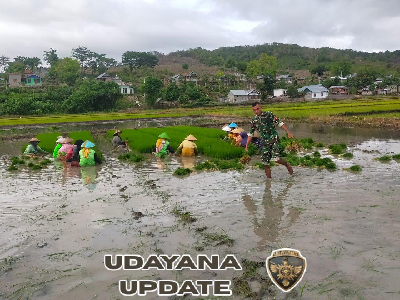 Dukung Ketahanan Pangan, Babinsa Koramil 1612-04/Elar Aktif Dampingi Petani Sambi Rampas