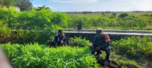 Wujud Kepedulian Babinsa, Sertu Syamsurijal Gotong Royong Bersihkan Kebun Warga
