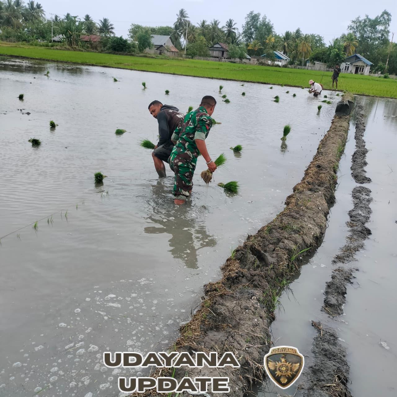 Wujud Kepedulian TNI, Koramil 1612-04/Elar Bantu Petani Tanam Padi