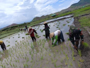 Babinsa Dompu Turun ke Sawah Dampingi Petani Tanam Padi di Desa Riwo